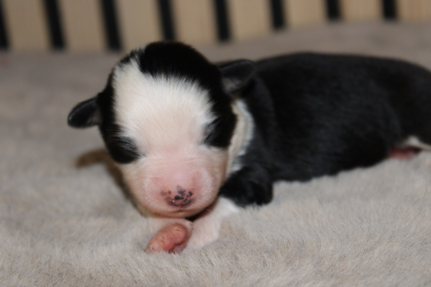 D'Eden's Wood - Chiots disponibles - Berger Américain Miniature 