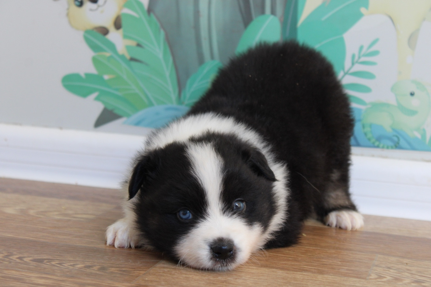 D'Eden's Wood - Chiots disponibles - Berger Américain Miniature 
