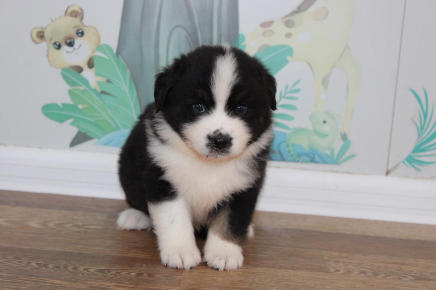 D'Eden's Wood - Chiots disponibles - Berger Américain Miniature 