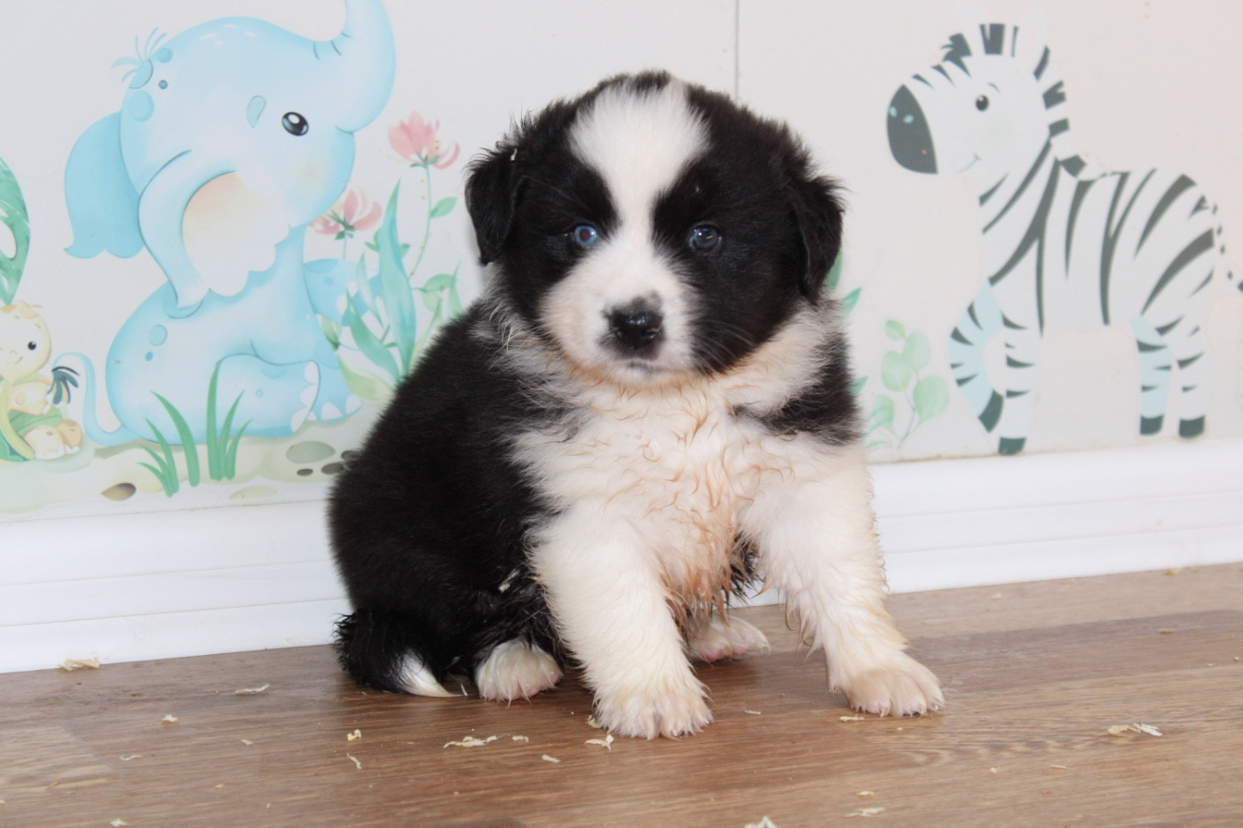 D'Eden's Wood - Chiots disponibles - Berger Américain Miniature 