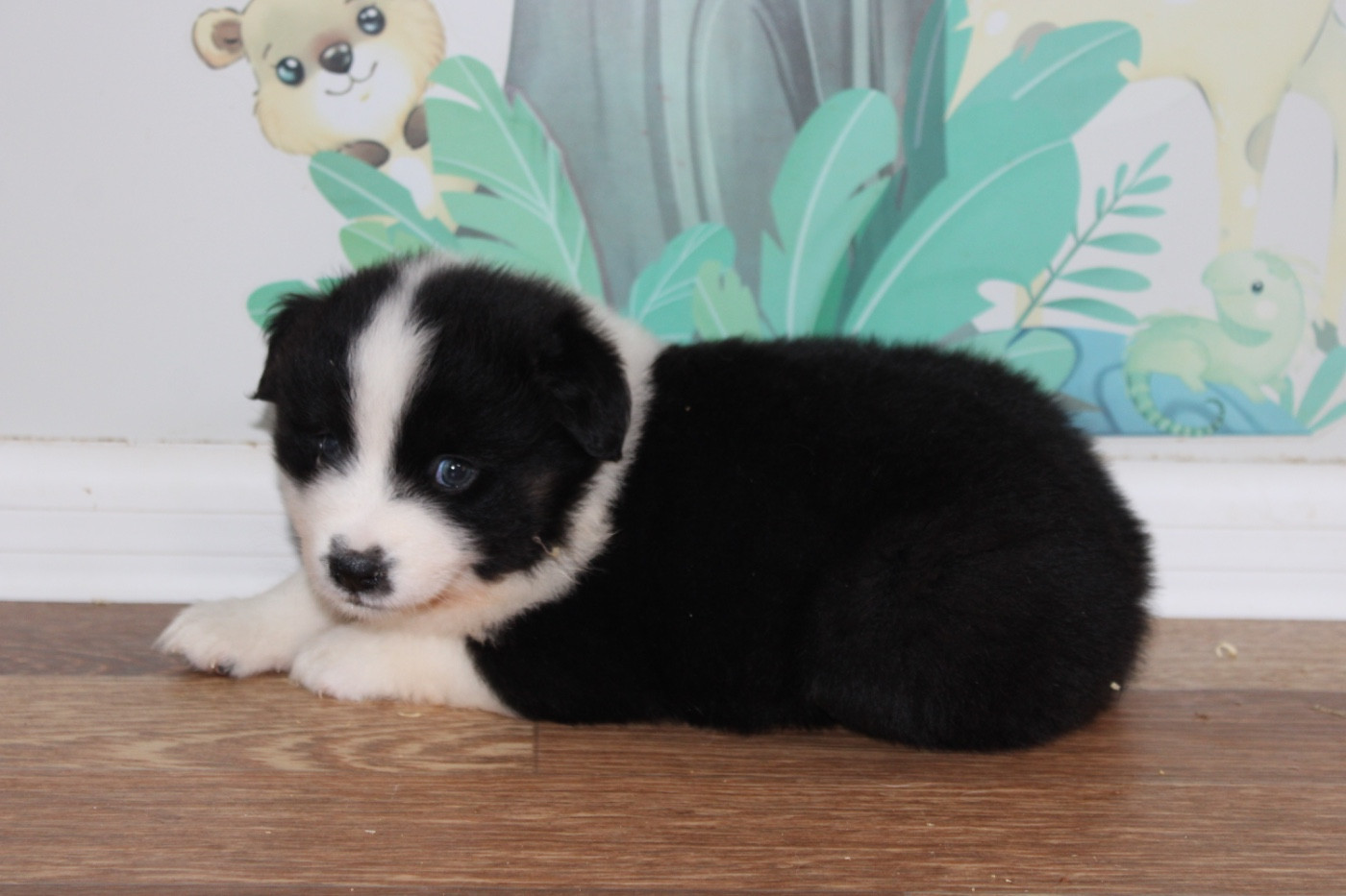 D'Eden's Wood - Chiots disponibles - Berger Américain Miniature 