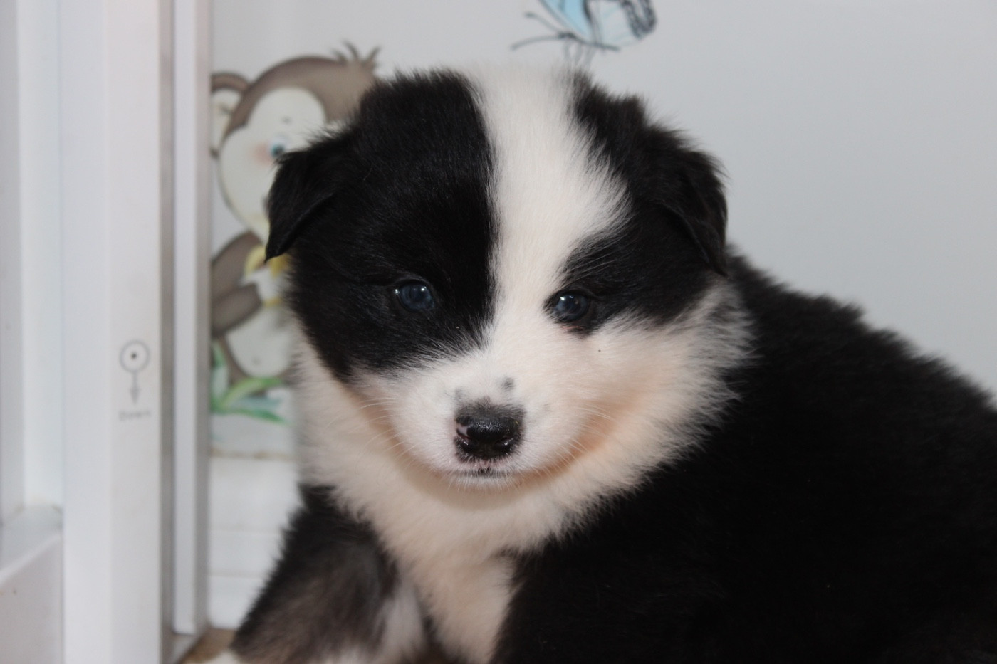 D'Eden's Wood - Chiots disponibles - Berger Américain Miniature 