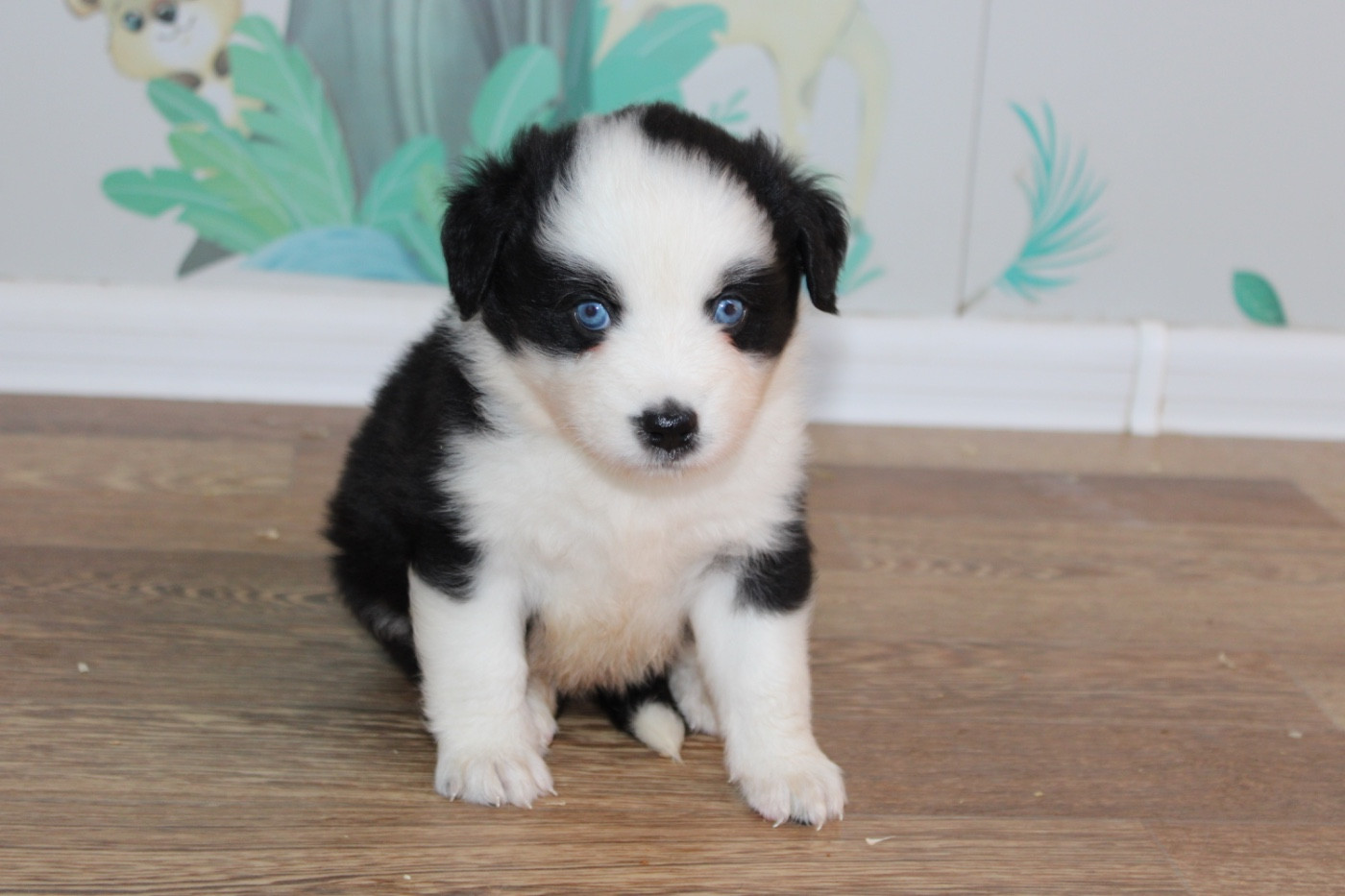 D'Eden's Wood - Chiots disponibles - Berger Américain Miniature 