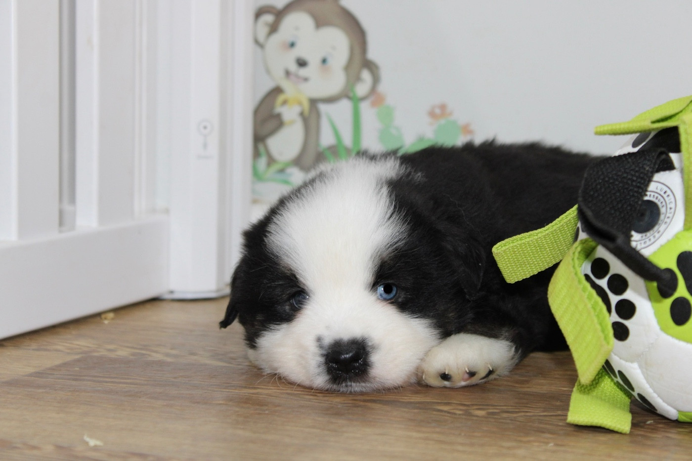 D'Eden's Wood - Chiots disponibles - Berger Américain Miniature 