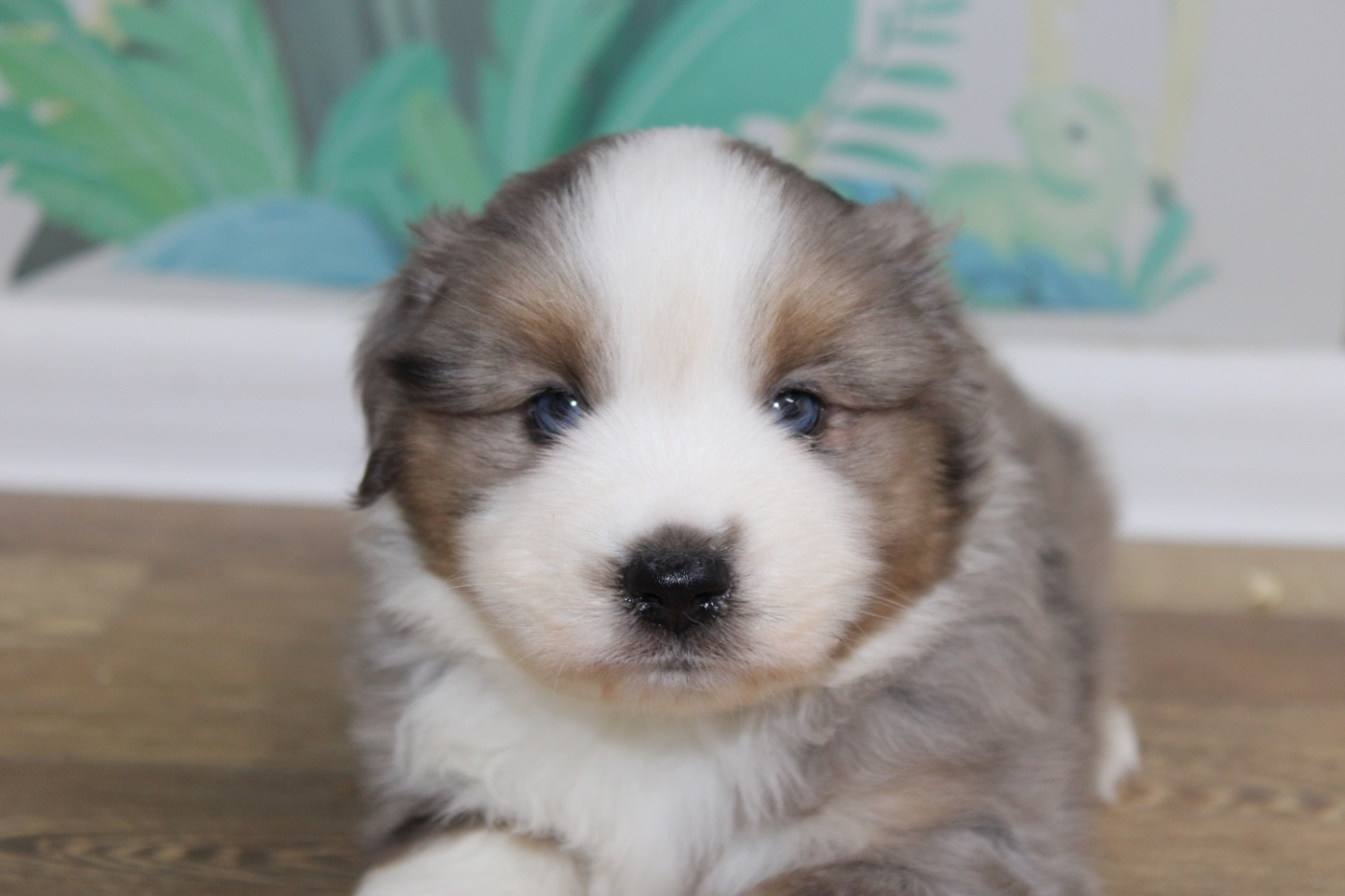 D'Eden's Wood - Chiots disponibles - Berger Américain Miniature 