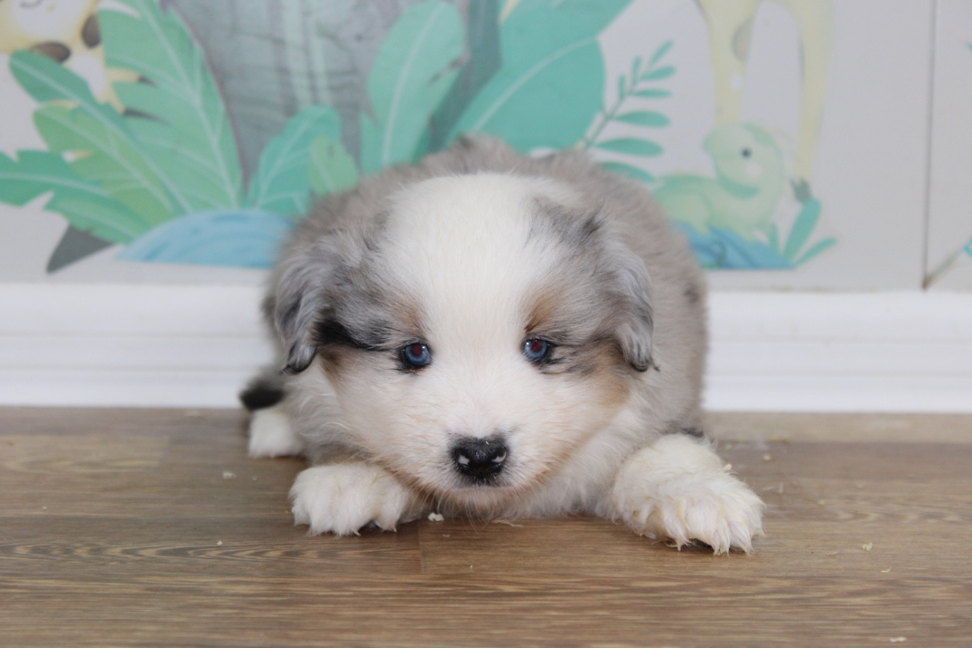 D'Eden's Wood - Chiots disponibles - Berger Américain Miniature 