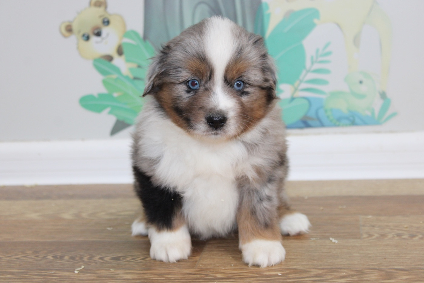 D'Eden's Wood - Chiots disponibles - Berger Américain Miniature 