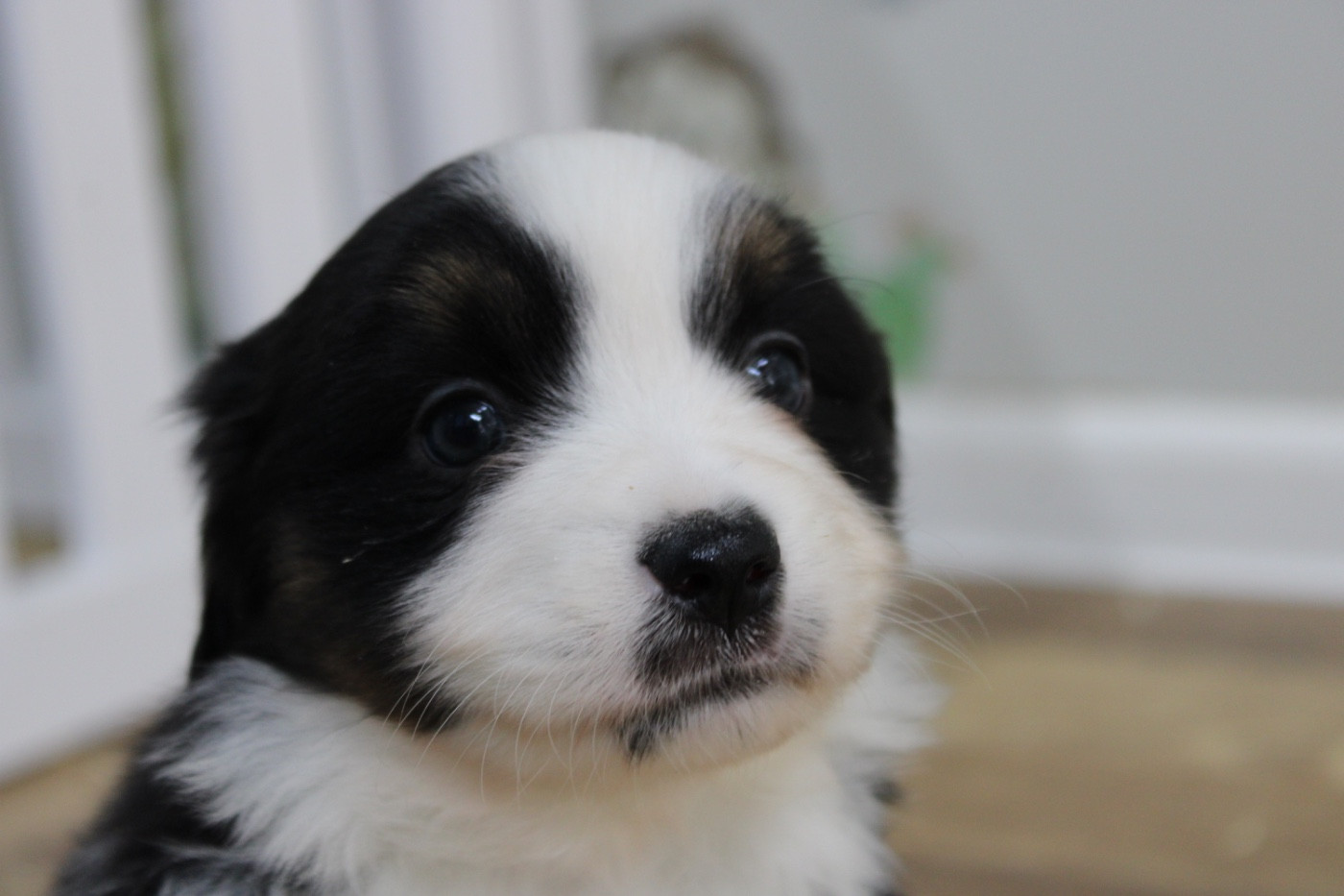 D'Eden's Wood - Chiots disponibles - Berger Américain Miniature 