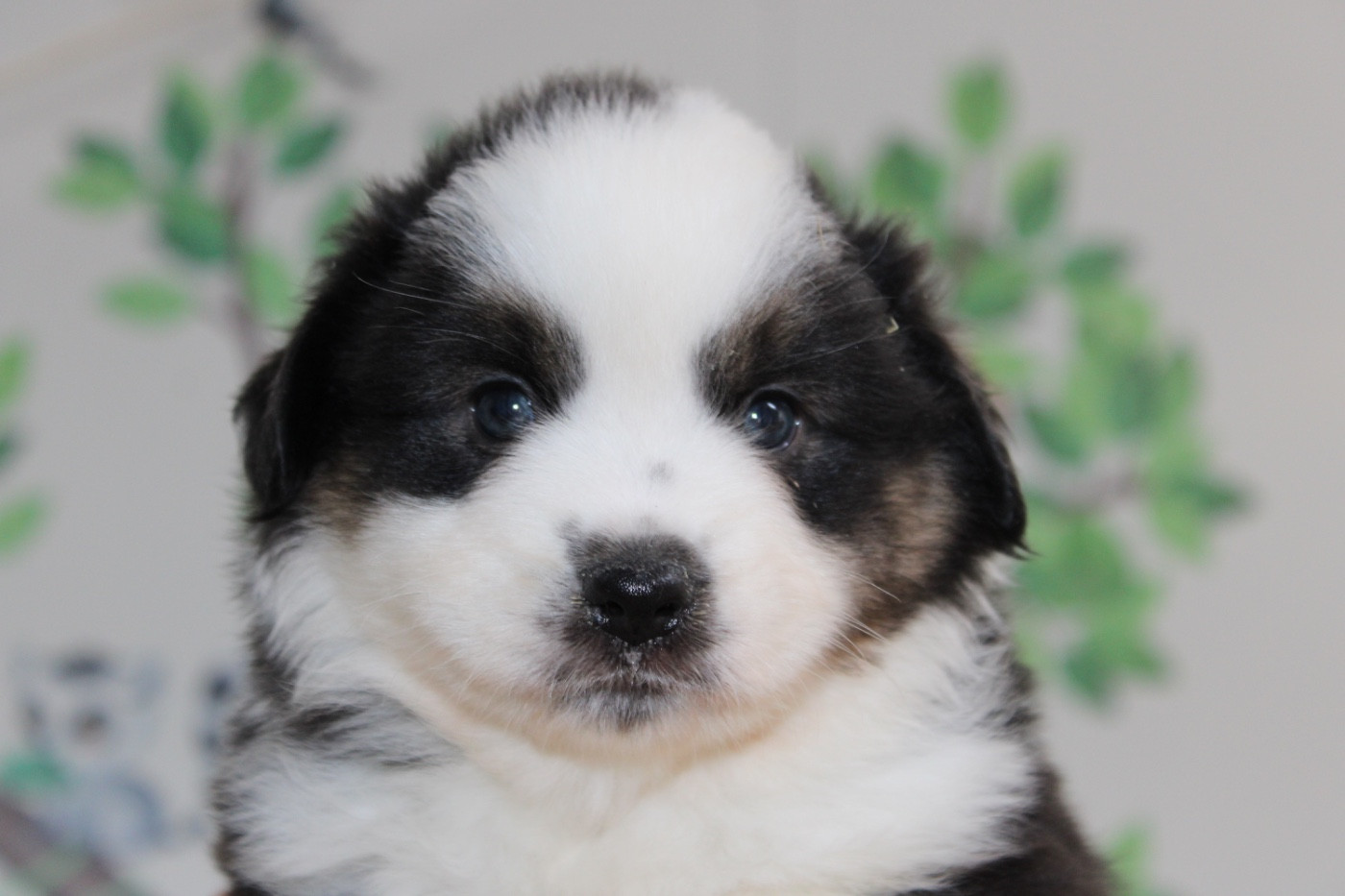 D'Eden's Wood - Chiots disponibles - Berger Américain Miniature 