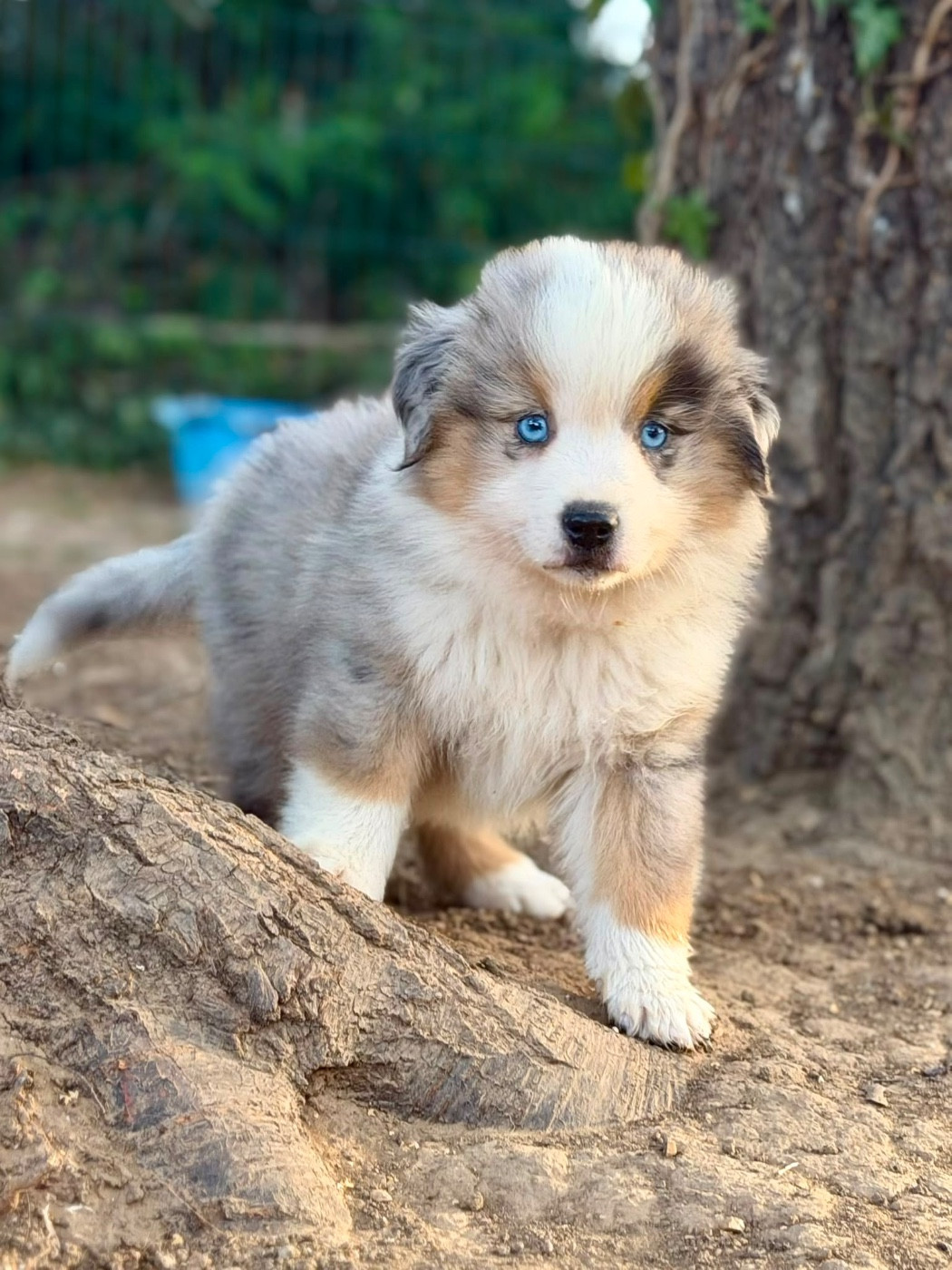 D'Eden's Wood - Chiots disponibles - Berger Américain Miniature 