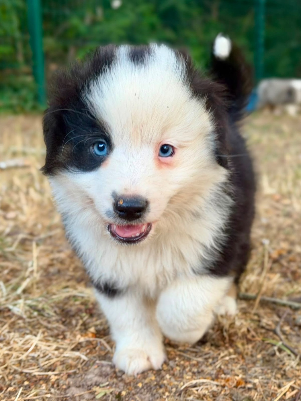 D'Eden's Wood - Chiots disponibles - Berger Américain Miniature 