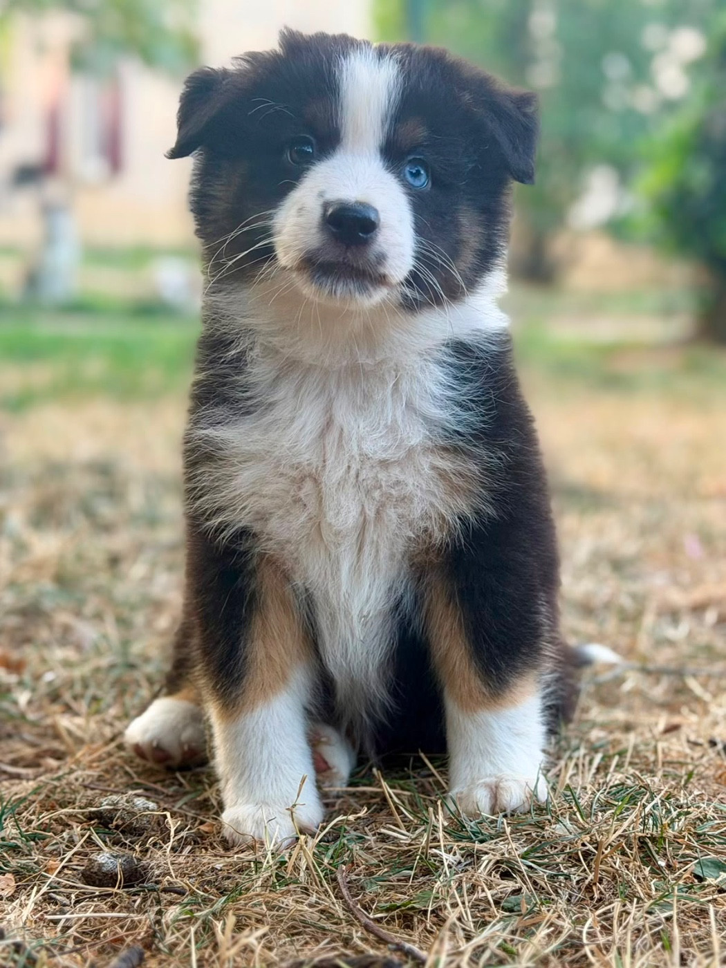 D'Eden's Wood - Chiots disponibles - Berger Américain Miniature 