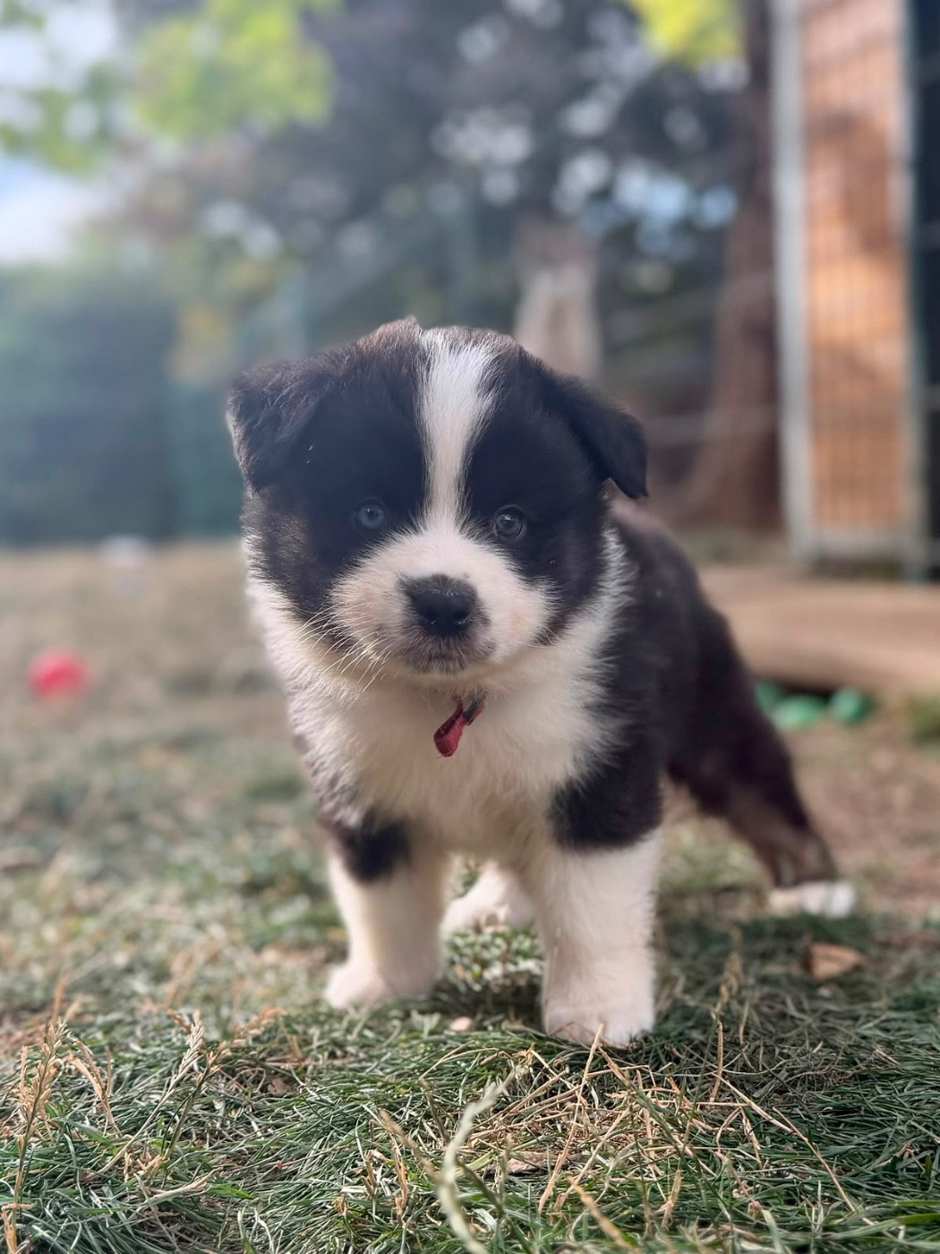 D'Eden's Wood - Chiots disponibles - Berger Américain Miniature 