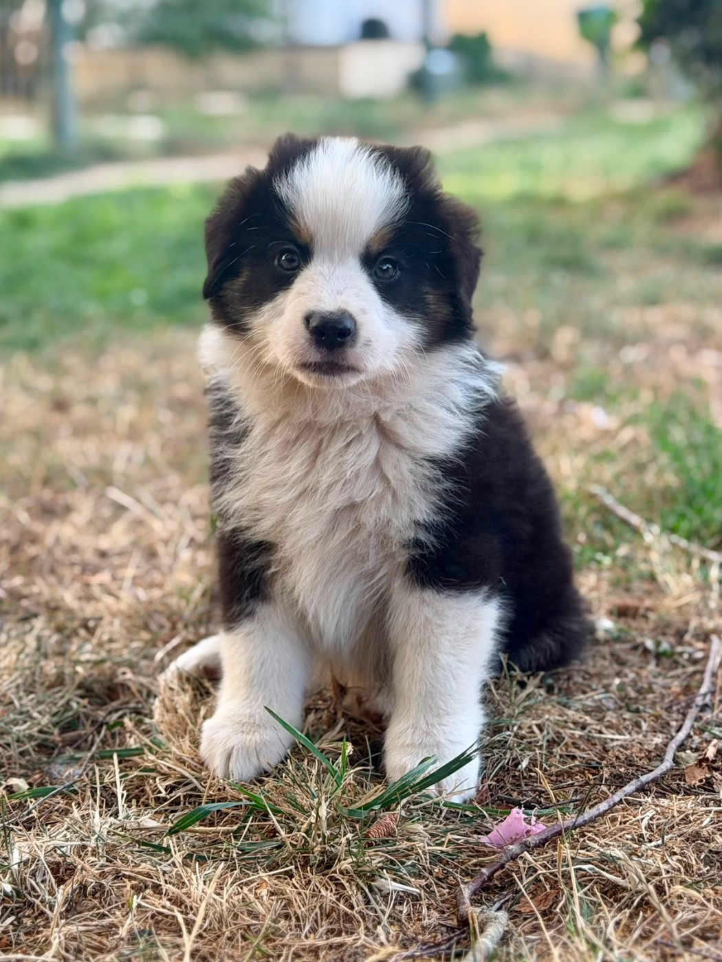 D'Eden's Wood - Chiots disponibles - Berger Américain Miniature 