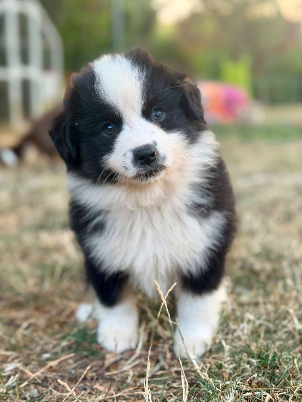 D'Eden's Wood - Chiots disponibles - Berger Américain Miniature 