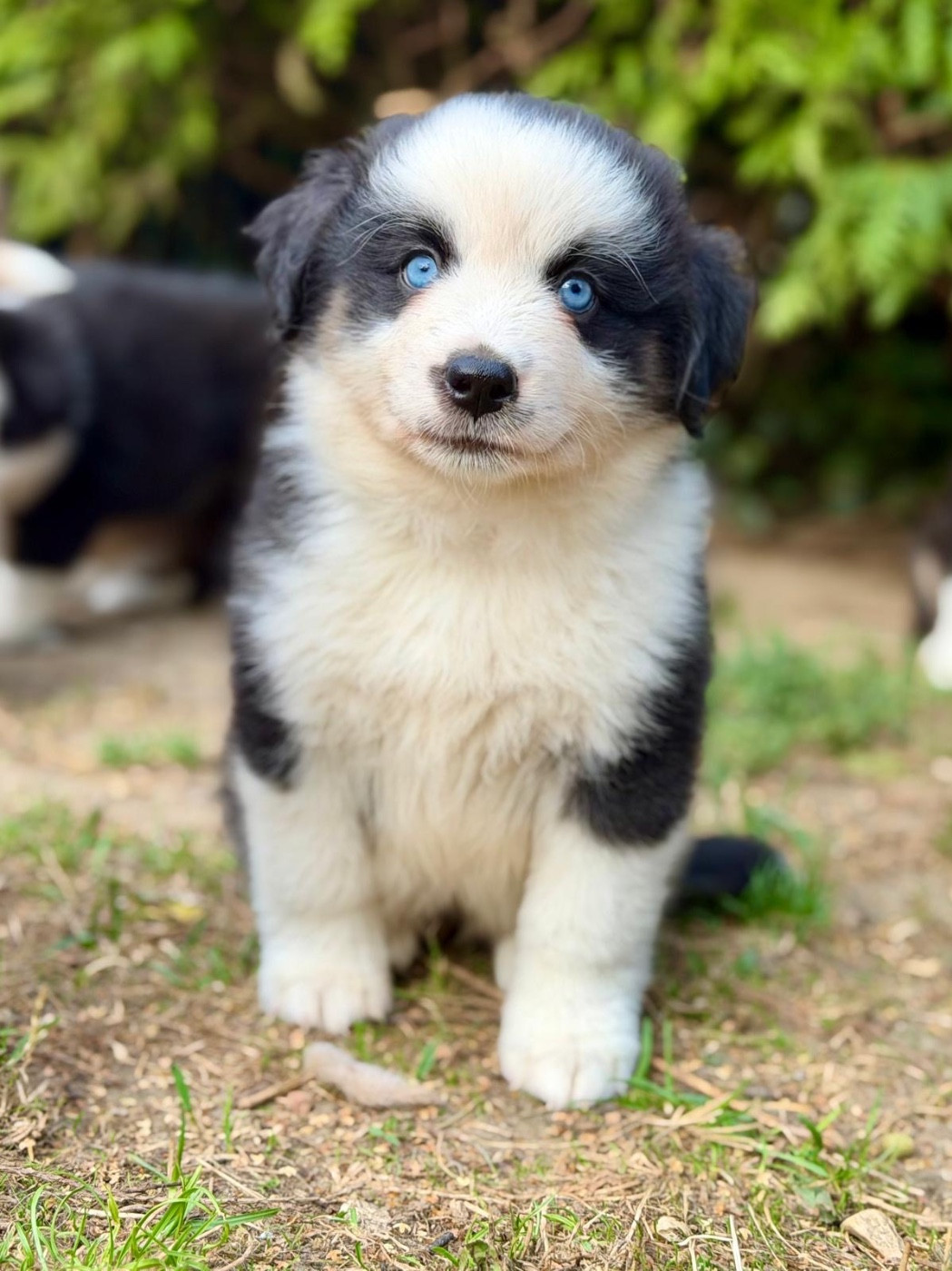 D'Eden's Wood - Chiots disponibles - Berger Américain Miniature 