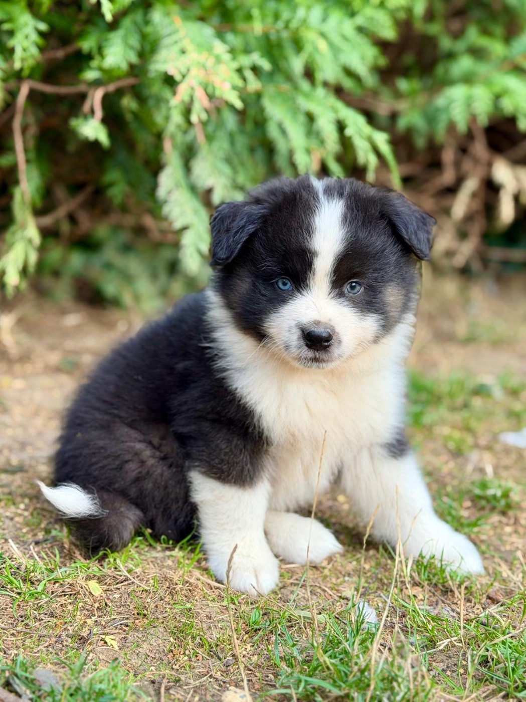 D'Eden's Wood - Chiots disponibles - Berger Américain Miniature 