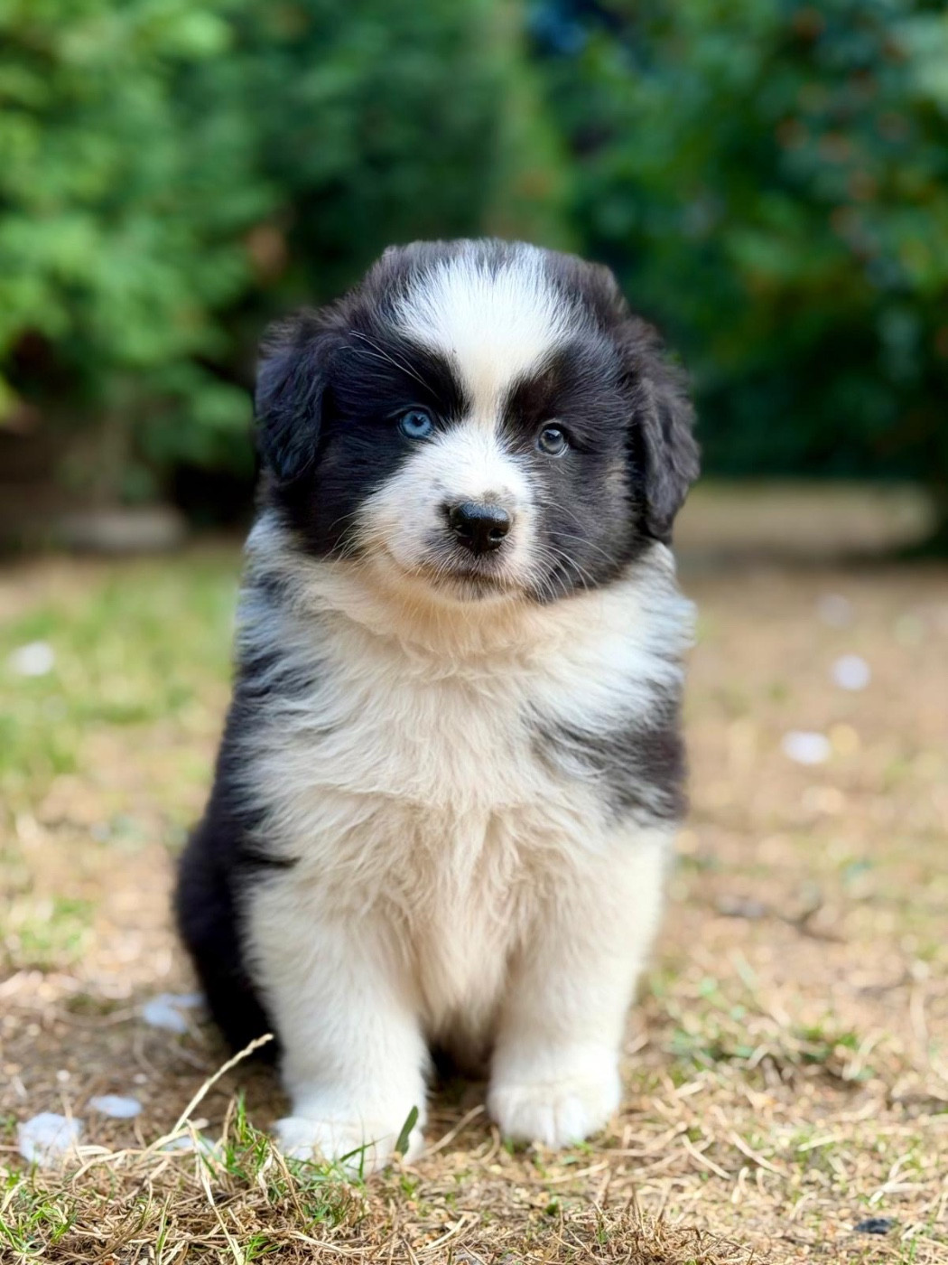 D'Eden's Wood - Chiots disponibles - Berger Américain Miniature 