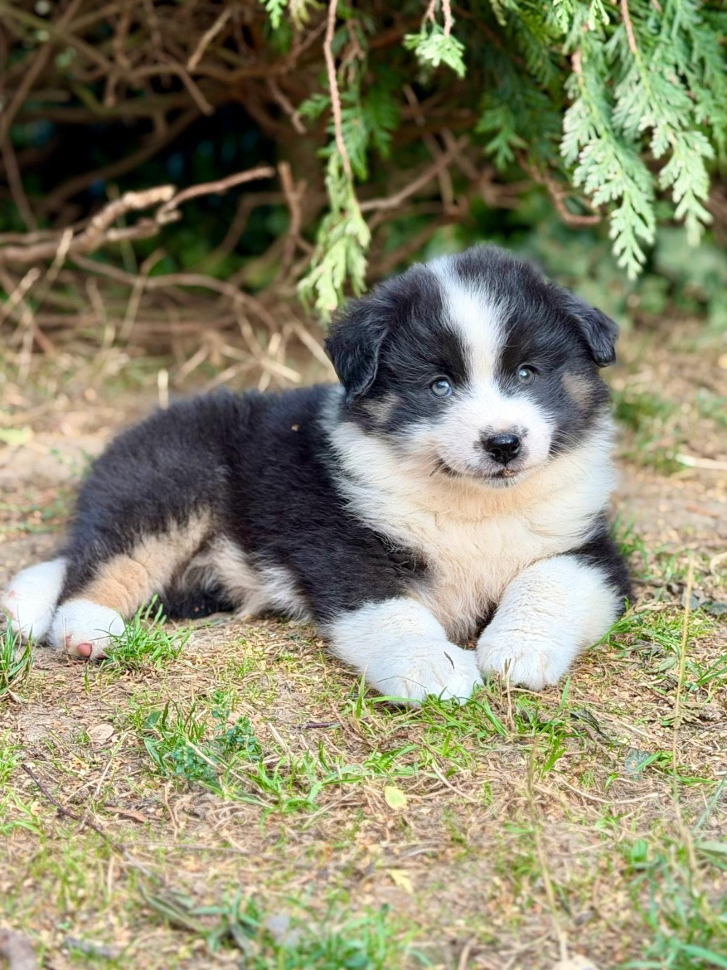 D'Eden's Wood - Chiots disponibles - Berger Américain Miniature 
