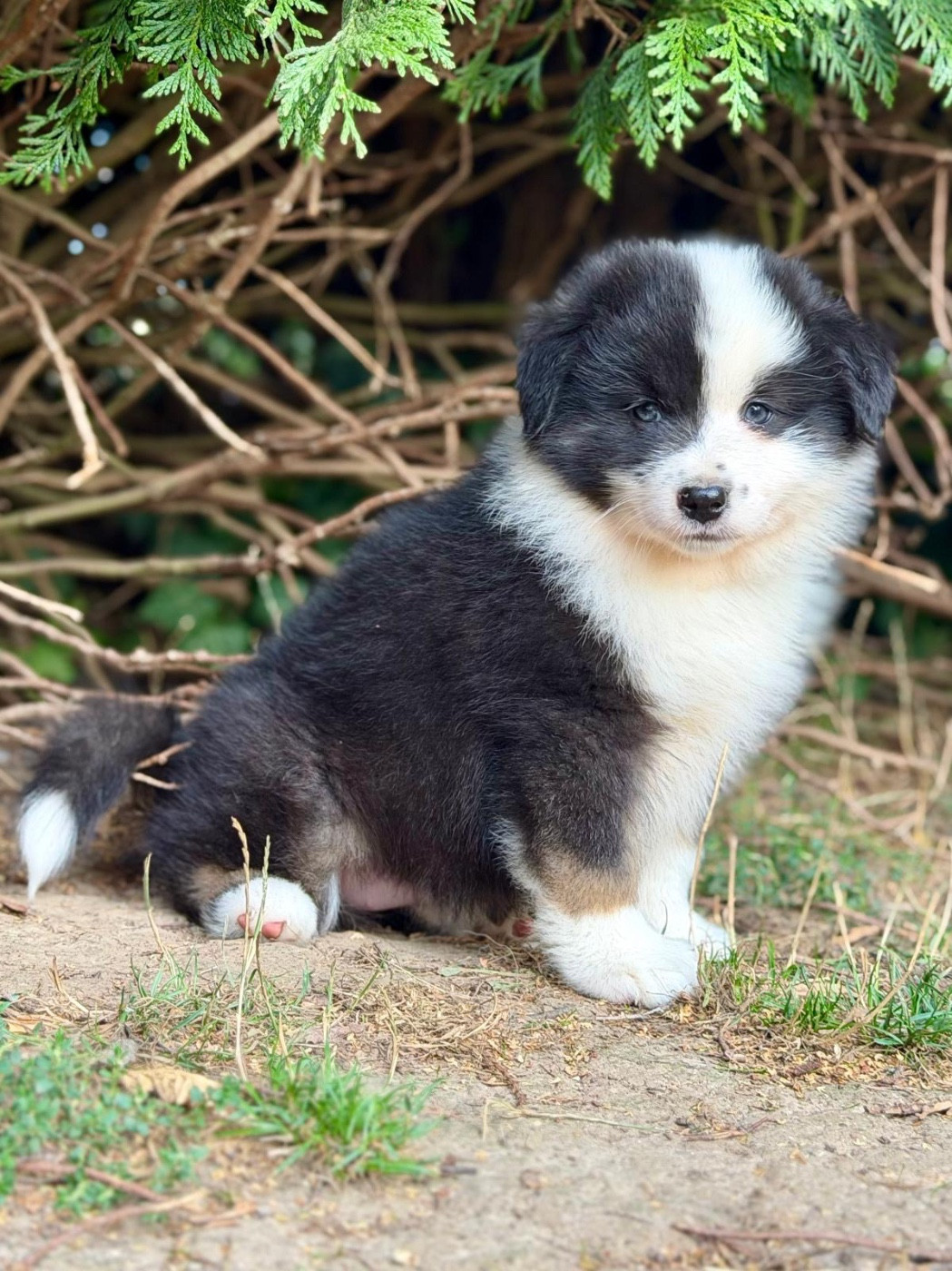 D'Eden's Wood - Chiots disponibles - Berger Américain Miniature 