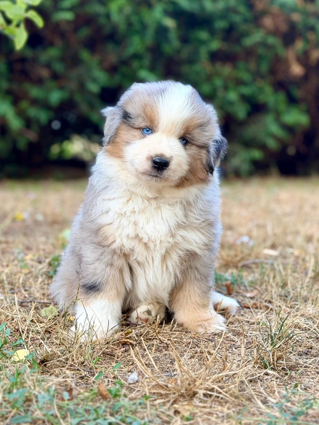 D'Eden's Wood - Chiots disponibles - Berger Américain Miniature 