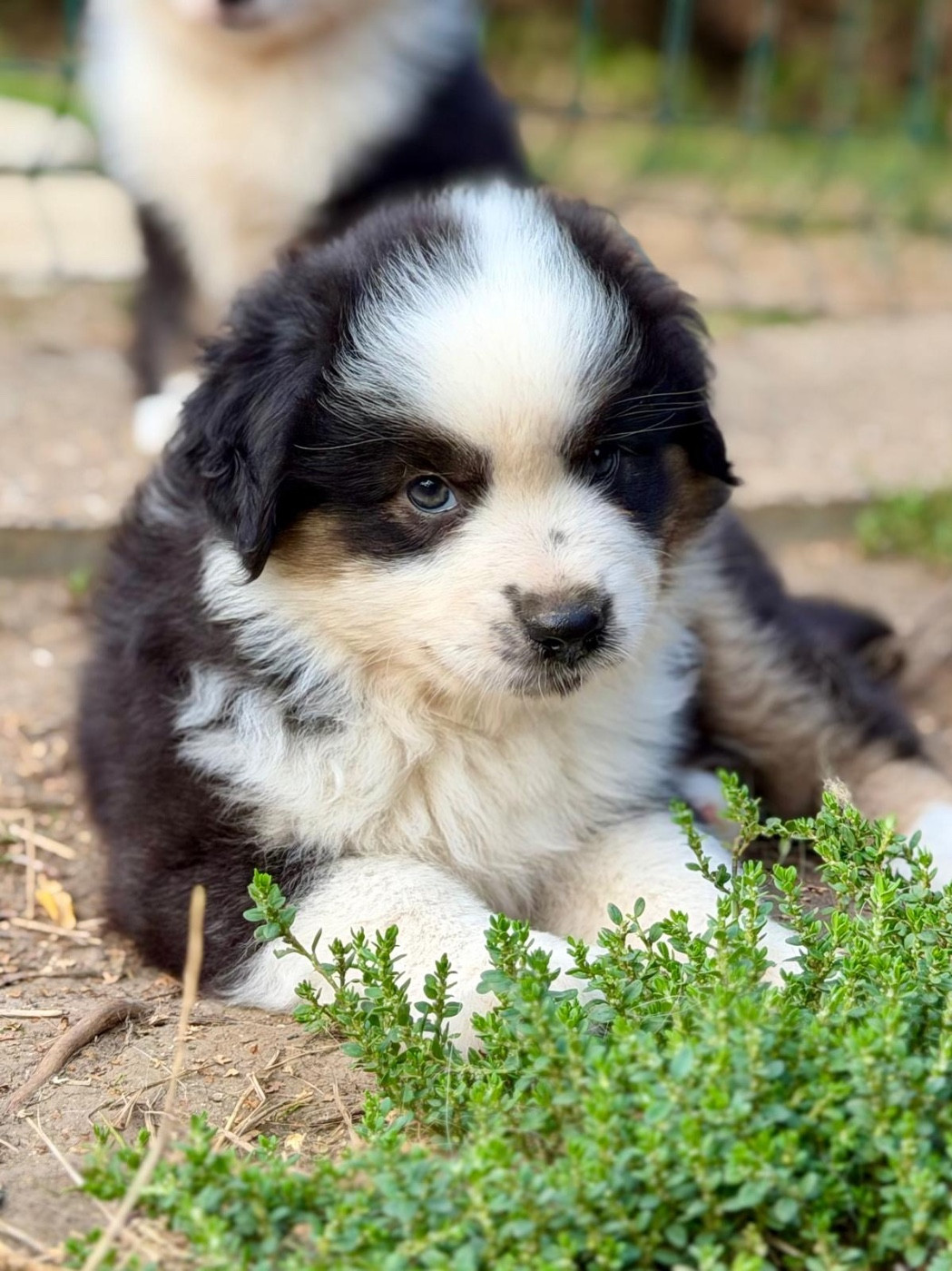 D'Eden's Wood - Chiots disponibles - Berger Américain Miniature 