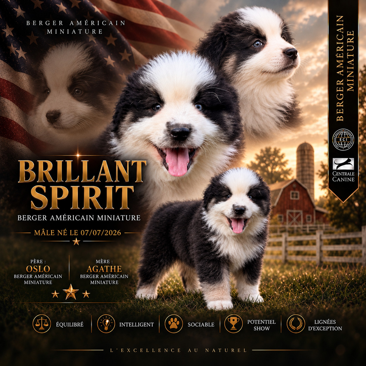 D'Eden's Wood - Chiots disponibles - Berger Américain Miniature 