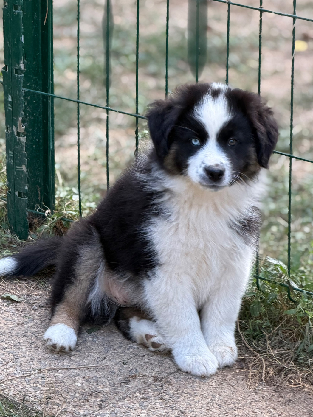 D'Eden's Wood - Chiots disponibles - Berger Américain Miniature 
