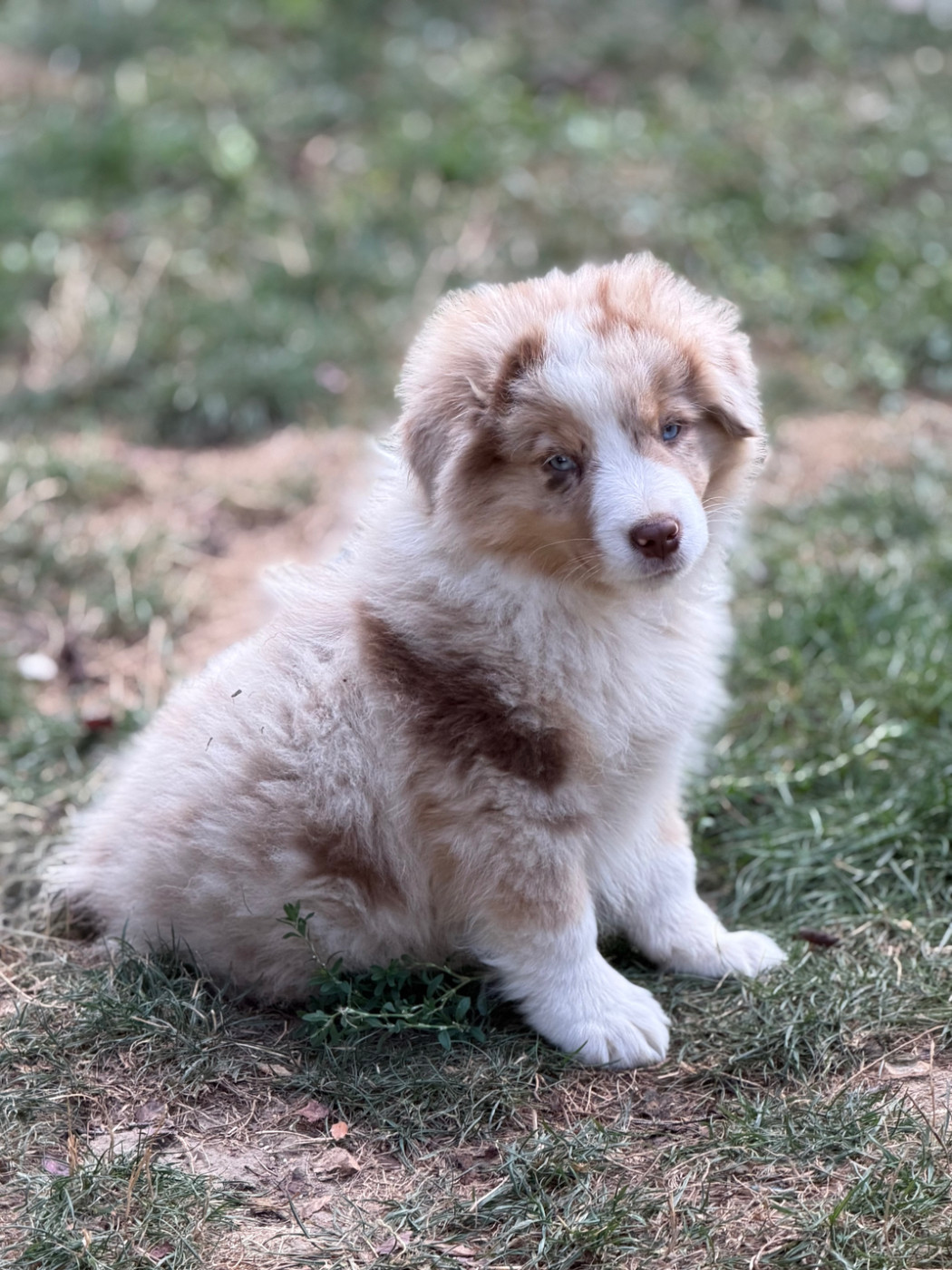 D'Eden's Wood - Chiots disponibles - Berger Américain Miniature 