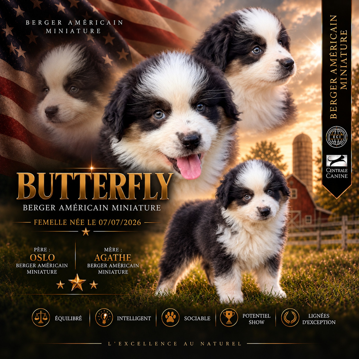 D'Eden's Wood - Chiots disponibles - Berger Américain Miniature 